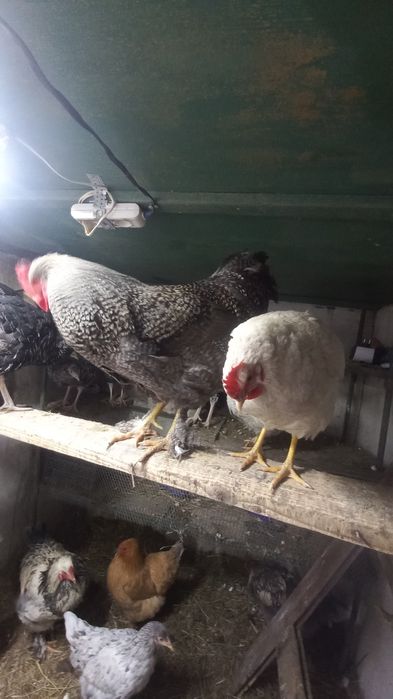 Продам петуха годовалого