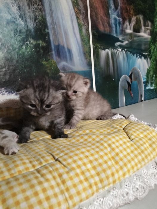 Готовятся к продаже шотландские котята