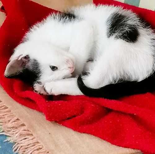 Малък, игрив котарак търси дом