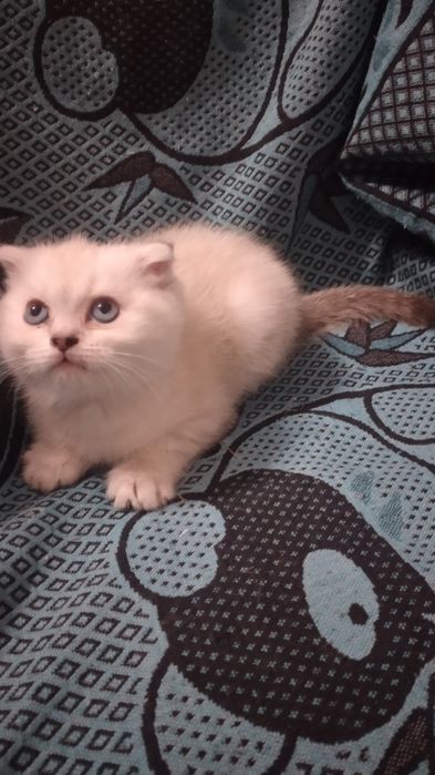 Продам котят.  Не дорого.