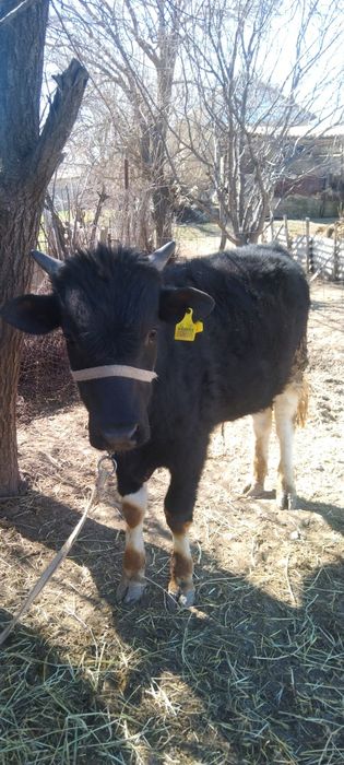 Бука сатылады 1 жасар