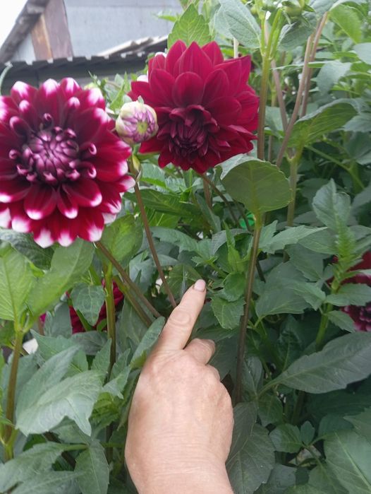 Продам георгины голландские