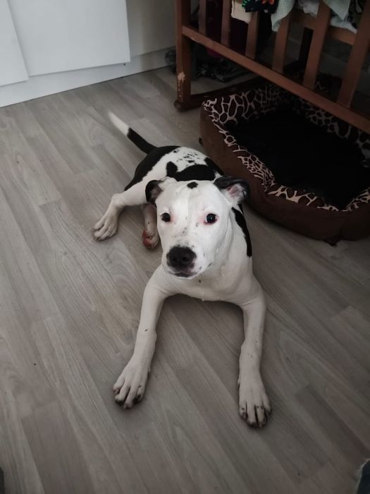 ЩЕНОК Американского стаффорда