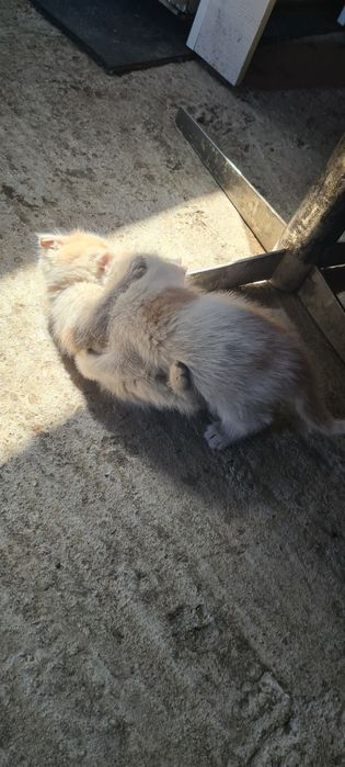 Персидский Котик