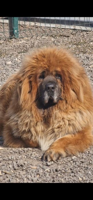 Невероятно яркие детки Тибетского Мастифа