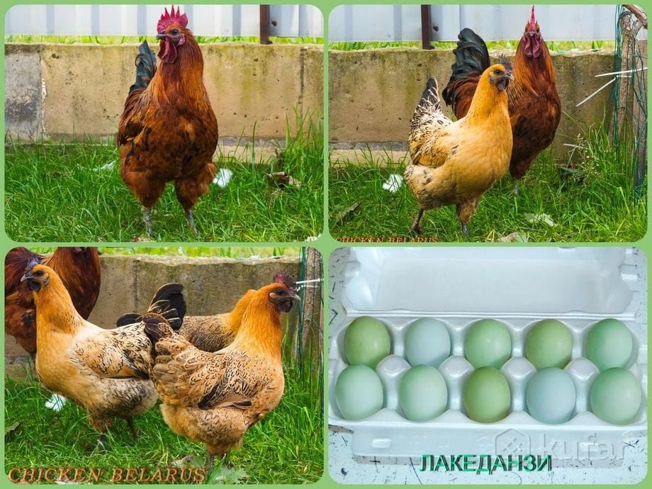 Продам куры петухи!