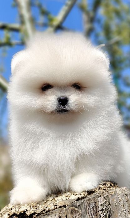 Pomeranian miniboo pedigree