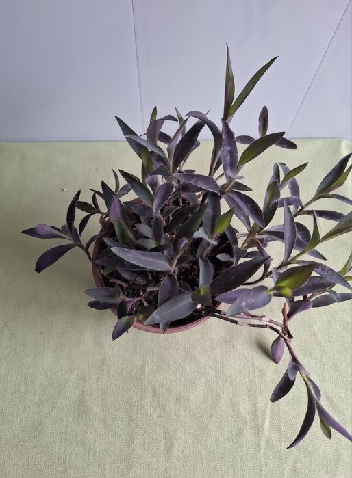 Продам свои комнатные растения