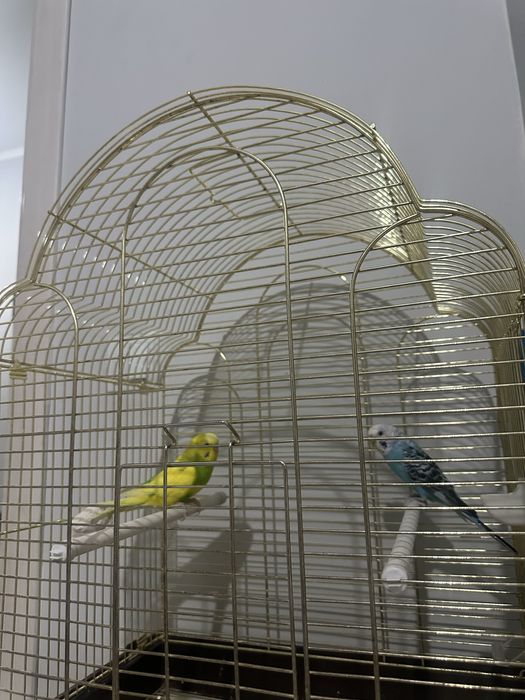 Попугай с клетком