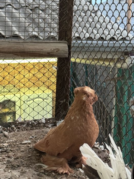 Продаю бухарских голубей