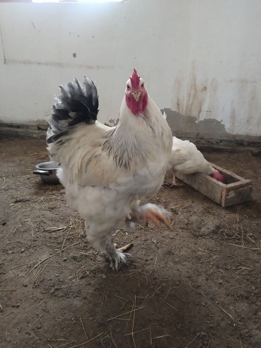 Продам петухи  брама