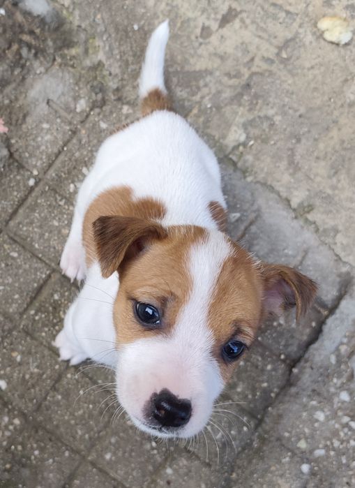 Джак Ръсел Териер