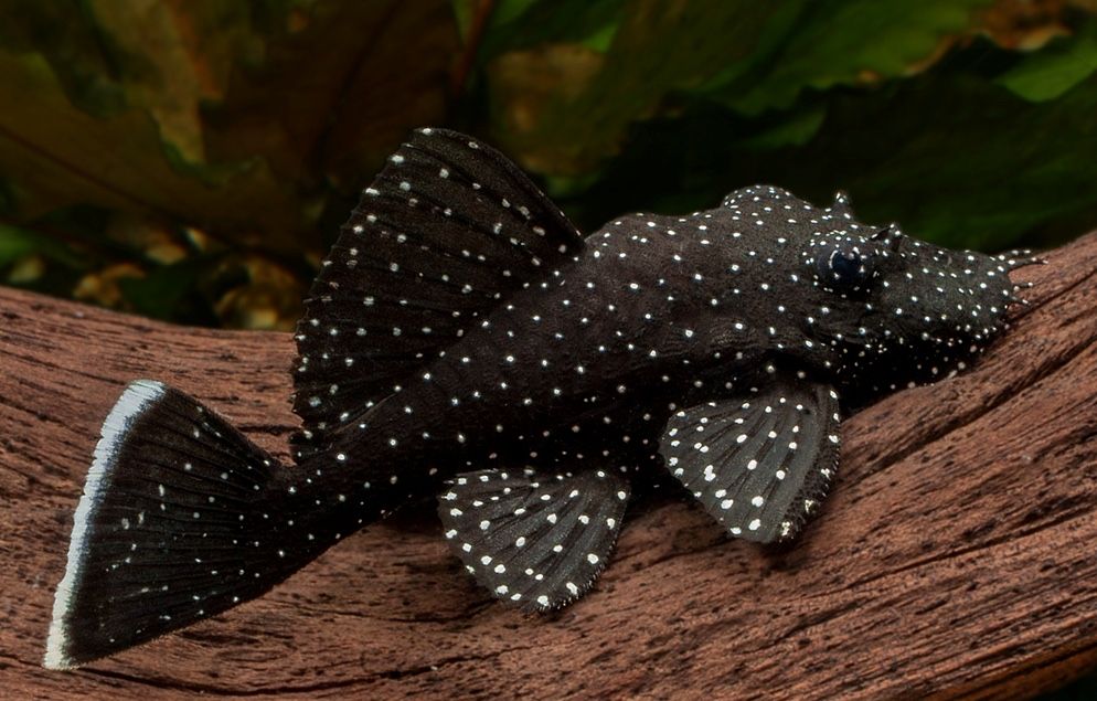 L 181 Анцитрусов