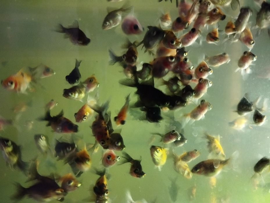 Телескопы, Золотые