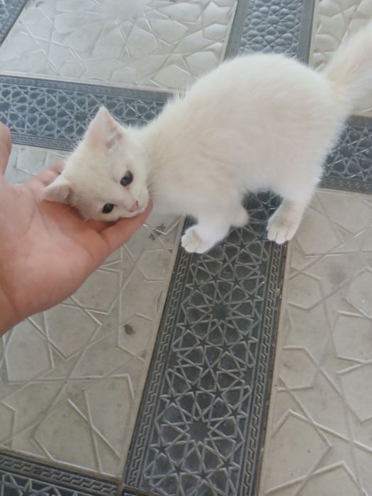 Aqilli mushuk va juda chiroyli