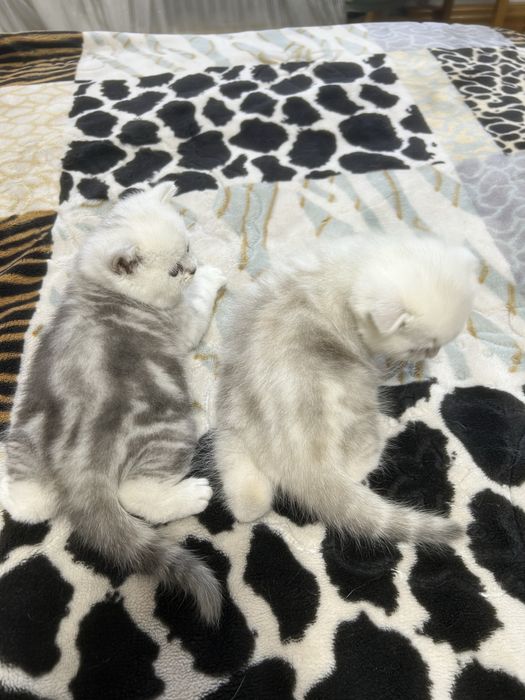 Британский серебристый шиншилла