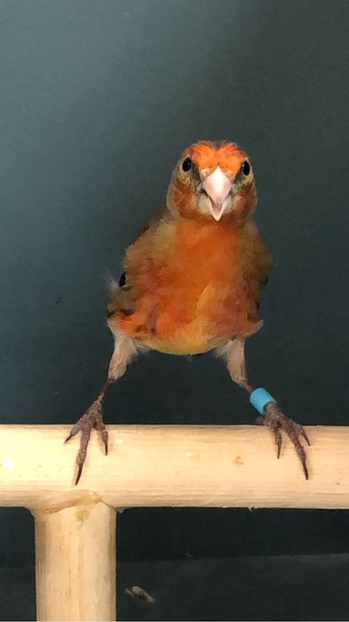 Канарейка кенор самец гибрид