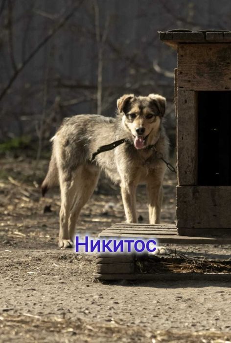 Дарю в добрые и ответственные руки