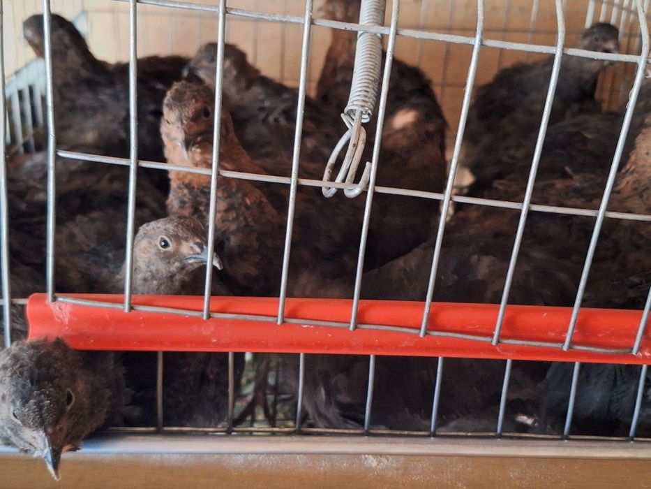 Prepelite giganta polara, japoneza mare , jumbo-gold ,celadon