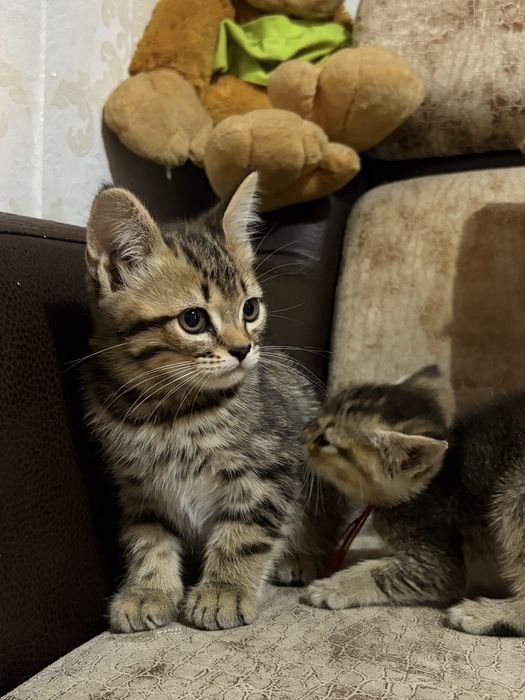 Шотладские кошки