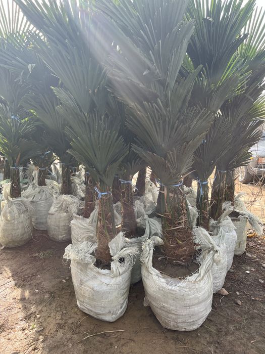 Продам саженцы оптом