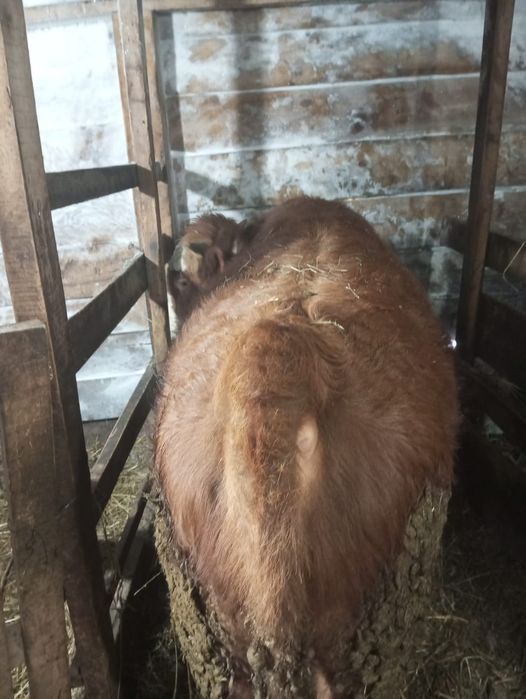 Продам бычков 4 шт