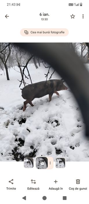 Se vinde oricare dintre ei