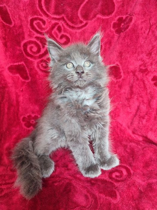Продаются Котята породы меин Кун