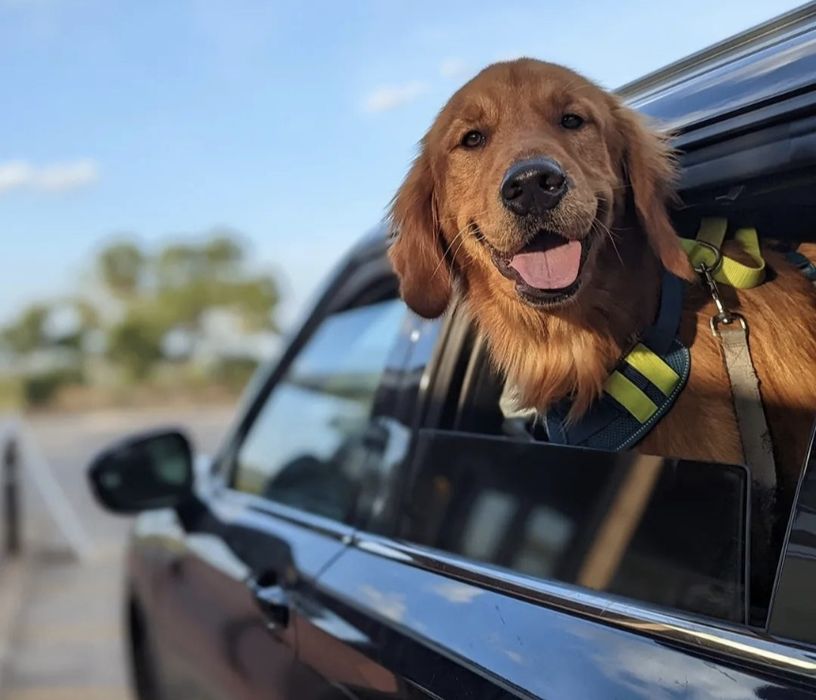 Google Pixel 6 8/128Gb черный 



Основные характ