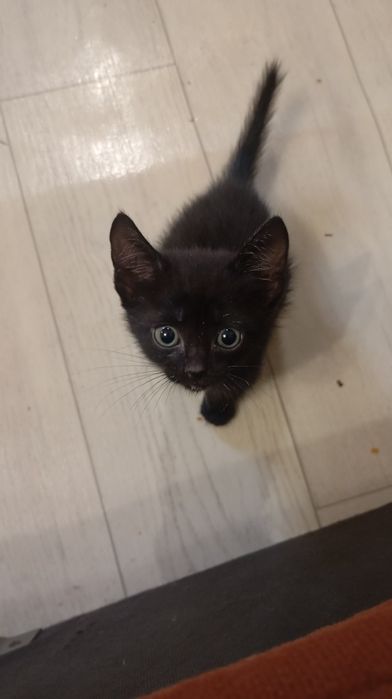 Срочно Котята ищют дом