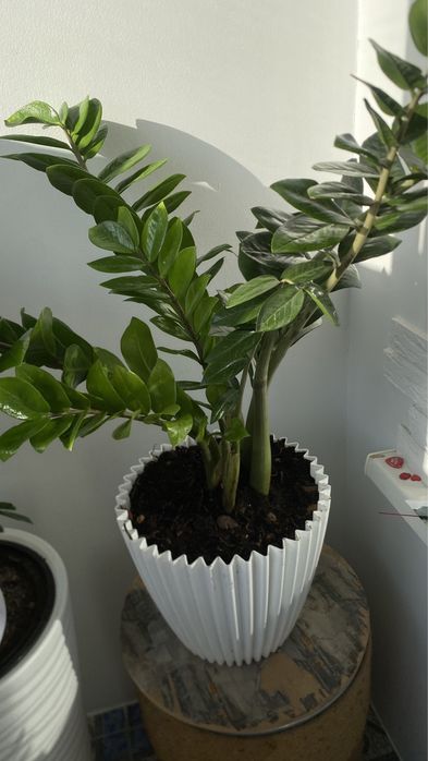 Продам цветок Замиокулькас, 1м