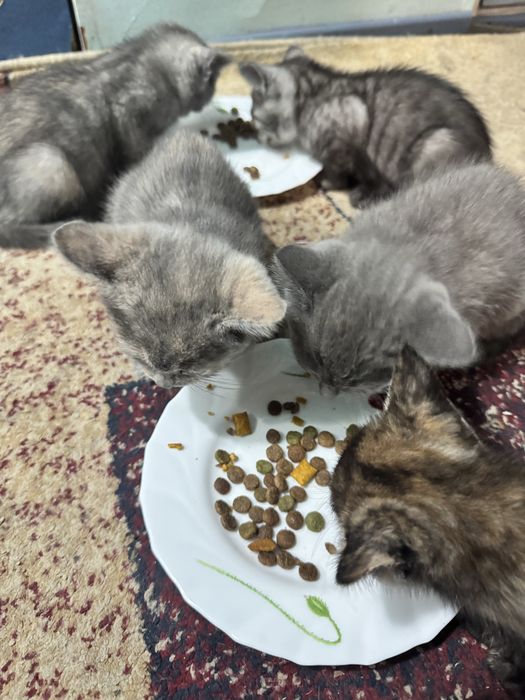 Отдам котят в добрые руки