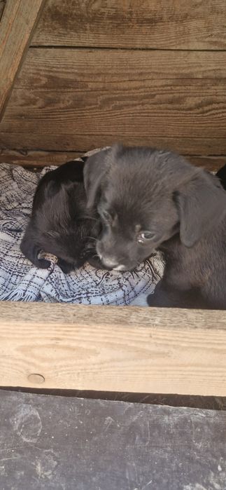 Dau bishoni havanezi in adopție