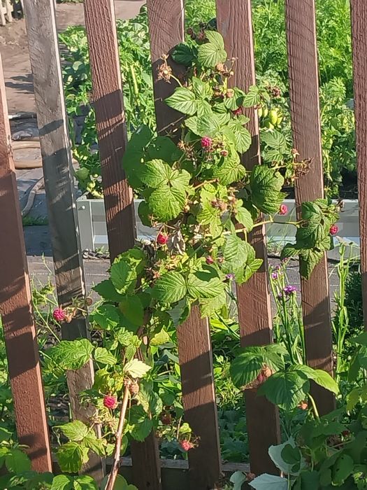 Продам дачу с.о гудок 4.2 Сотки