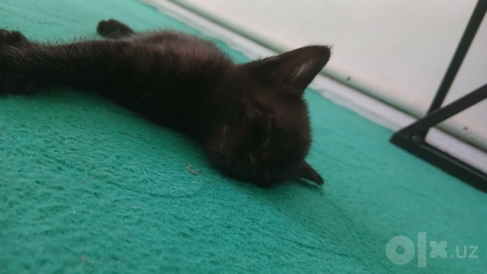 Котята в подарок