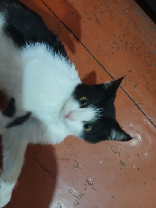 отдам котенка в хорошие руки