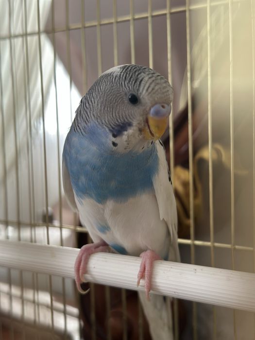 попугай торымен бірге