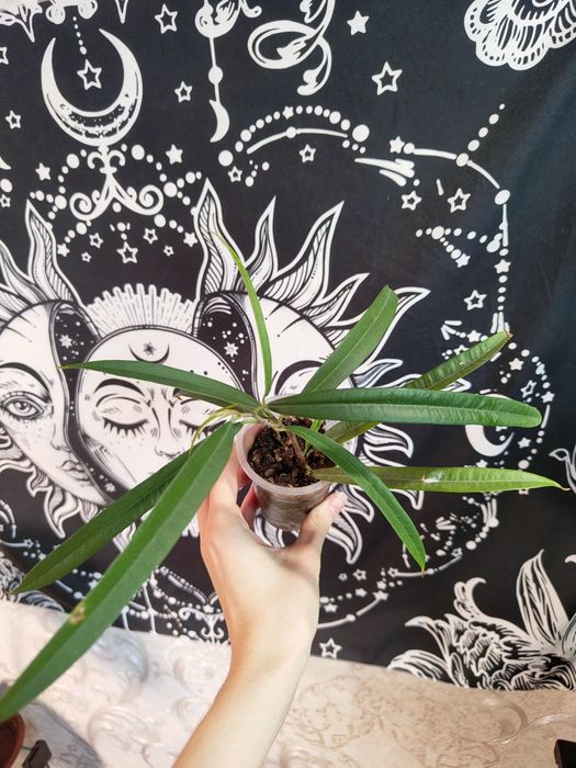 Фикус биннендийка(али)