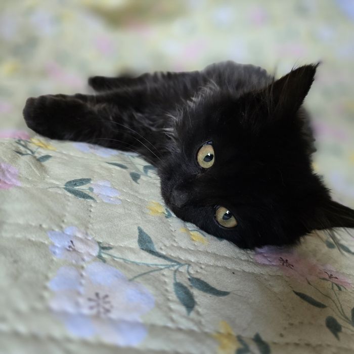 Шикарный котёнок