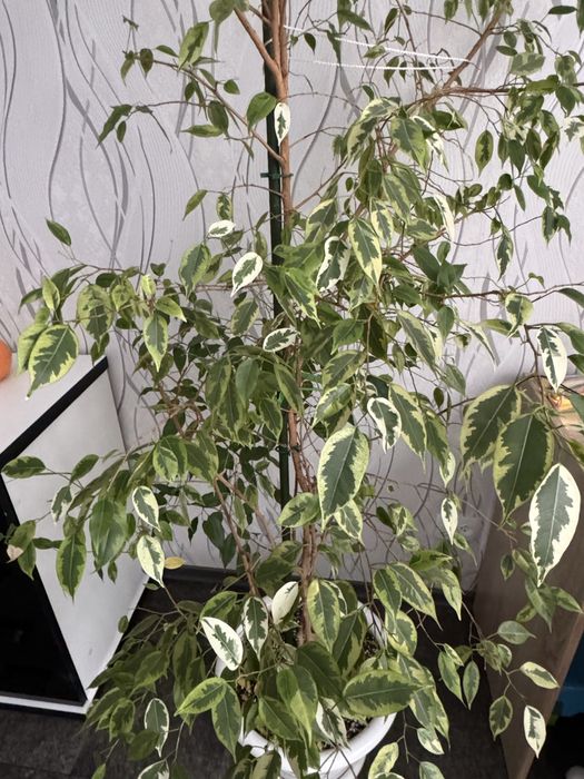 Продам комнатные цветы