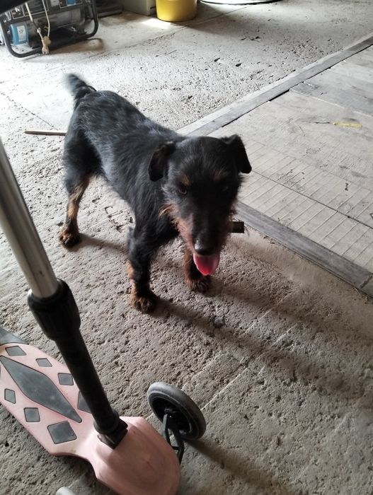 Ягдтеръер продам