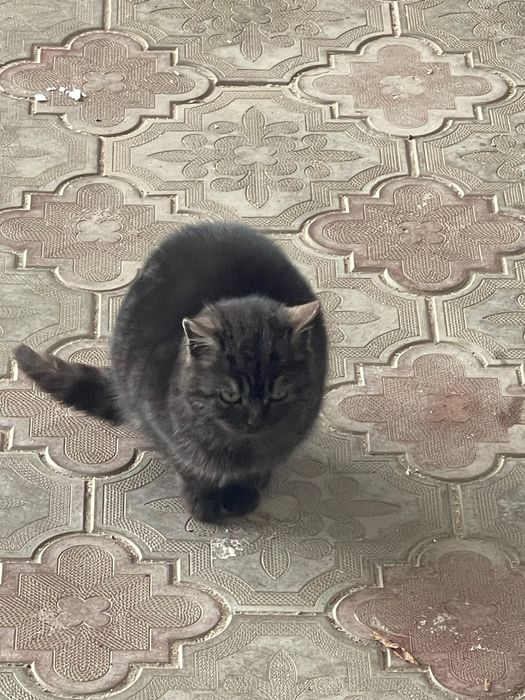 Отдам даром кошек в хорошие руки