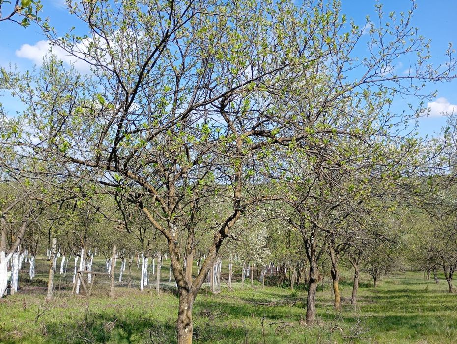 Proprietate: 2x Case cu Teren