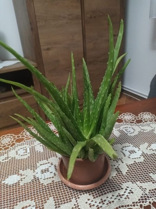 Vand aloe vera , cu 20 de ron bucata