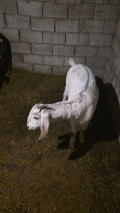 Англо нуби ешкі сатылад