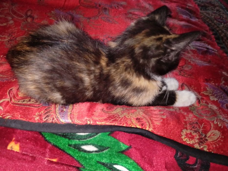 Розыск помогите найти