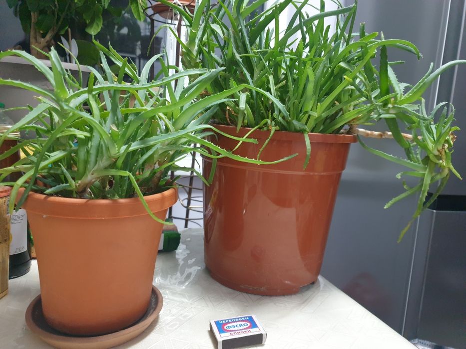 Куст алоэ,зеленый