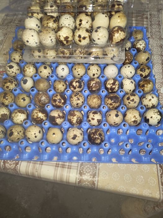 Ouă de Prepeliță