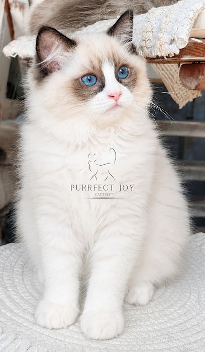 Ragdoll cu pedigree