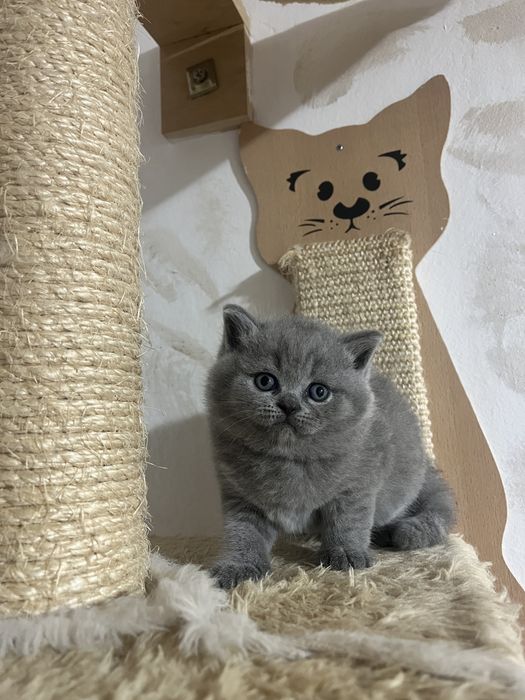 British  shorthair blue